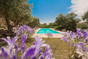 affitto-trullo-agapanthus-a-ostuni-puglia-18