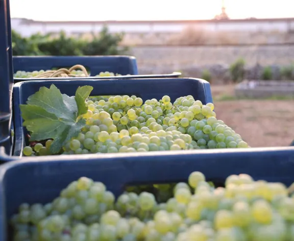 Experiences tours wines and cellars Puglia
